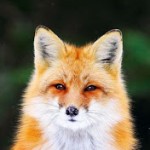 Fox_with_Flames's Avatar