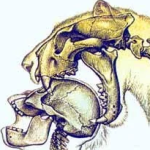 Skullcatsketch's Avatar