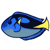 Surgeonfish