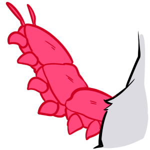 Insect Tail